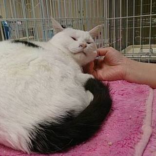 【感謝】里親様へ繋がりました！スリゴロのカッパ君