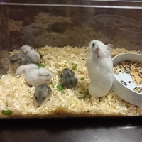 ハムスターの赤ちゃん