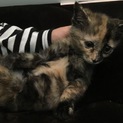 ♪サビちゃん♪