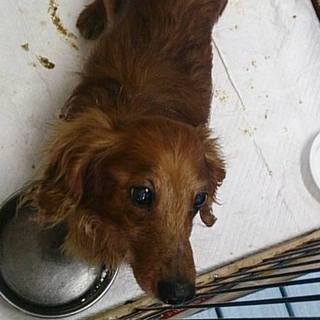 【感謝】保護主様へ繋がりました！DAKS君