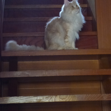 ドアが閉ってた為探検できなかった虎鉄