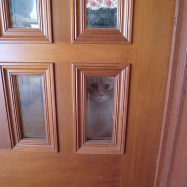 外に出る為に閉じ込められた虎鉄