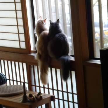 取り合いで喧嘩が起こる程人気の窓辺