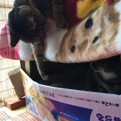 「0.7坪のしあわせ」サムネイル3