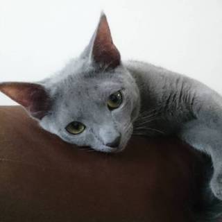 5ヶ月のロシアンブルー男の子です