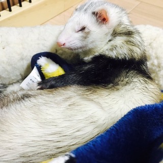 元気なパスバレーの女の子です！