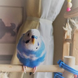 コル　その後②