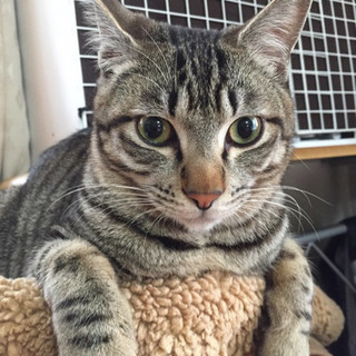 人も猫も大好き☆ダイヤ君