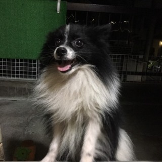 パピヨンミックスの男の子1歳