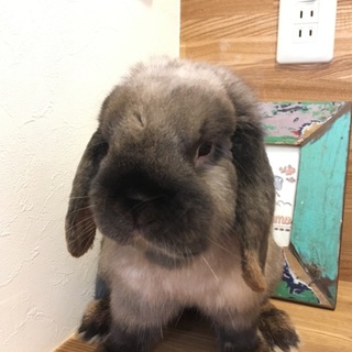 素敵な里親さんが決まりました 