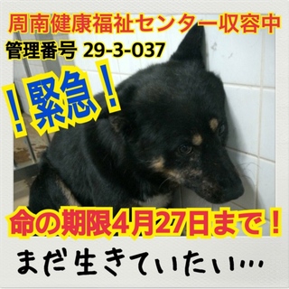 ボランティア団体さんにレスキューされました