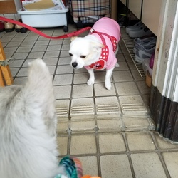 毎日のお楽しみ『春』ワン(^_-)-☆