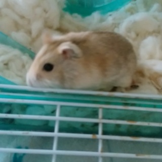 里親様が決まりました。