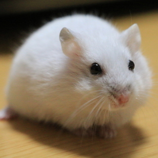 ジャンガリアンハム里親募集(サファイヤ、スノー)