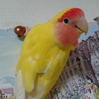 小桜インコ