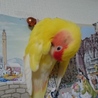 小桜インコ サムネイル2