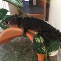 アカメカブトトカゲ