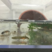 ボスニアアルプスイモリ