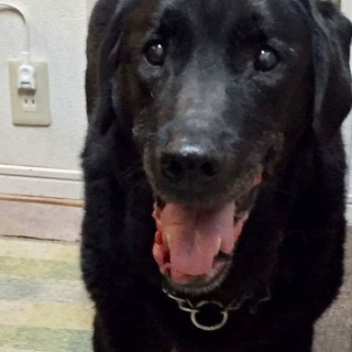 センターから来た穏やかな老犬、熊じい。