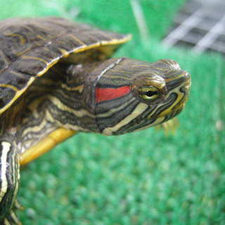 ＜募集は締め切ります＞ちいさいミドリガメの男の子。