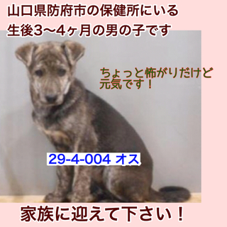 収容期限は5/1です！家族に迎えて下さい！