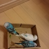 ３月生まれのインコ