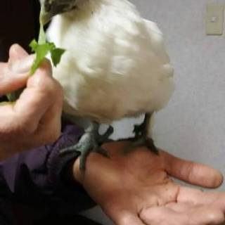 烏骨鶏(オス）の里親を探しています