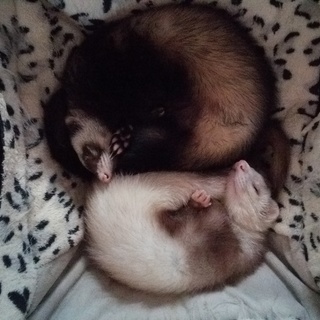 フェレットの里親募集