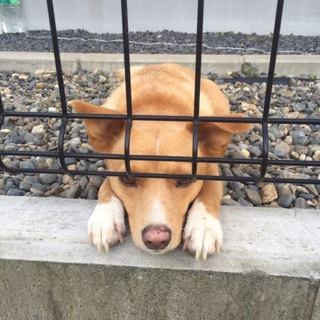 ありがとうございました