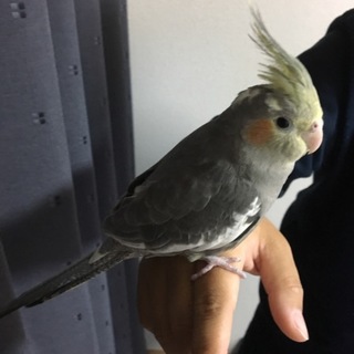 ありがとうございました