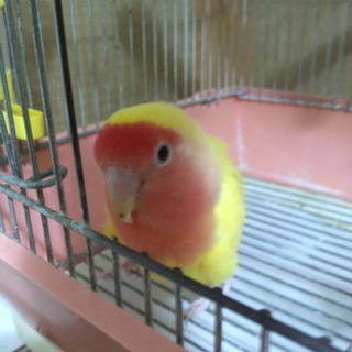 里親様急募　難ありコザクラ