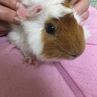 モルモットの里親探し