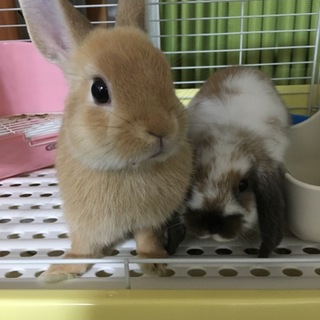 里親様決定！ネザーランド&ホーランドロップ