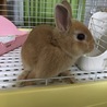 里親様決定！ネザーランド&ホーランドロップ サムネイル4