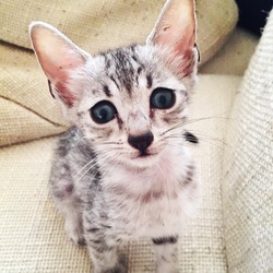 「息子の誕生日に」サムネイル1