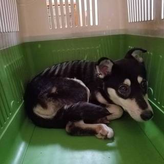 この子を助けてください。