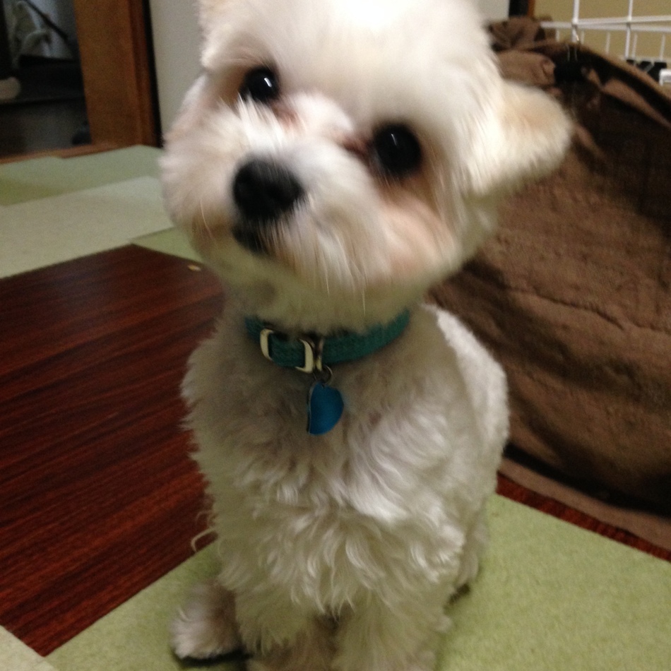 ラッキーのカバー写真