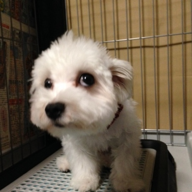 マルチーズのラッキーのカバー写真