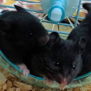 クロクマハムちゃん