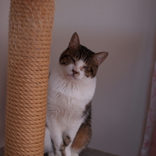 ハンデあり猫です