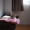 ハンデあり猫です サムネイル6