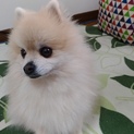 ポメラニアン♀11歳 里親募集してます！