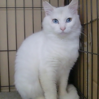 空色の目の長毛君