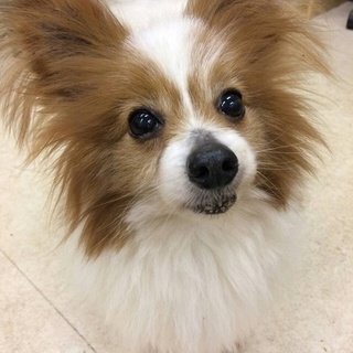 パピヨンのジュノ君