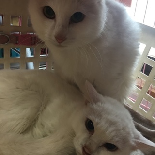 多頭飼育放棄の白猫姉妹