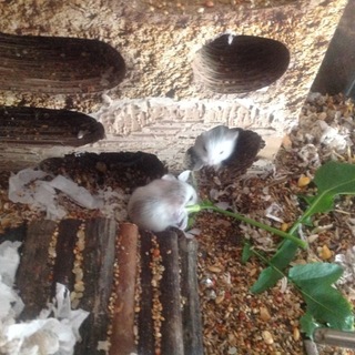 [募集終了致しましたm(_ _)m]ロボハム