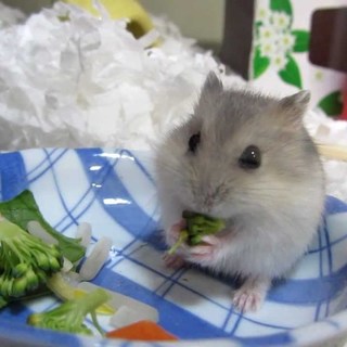 生後6週間のブルーサファイアハムちゃんです