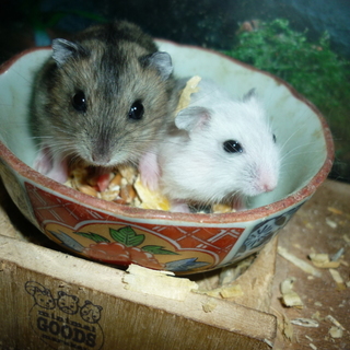 「　チビハム  参上　」　ジャンがリアン