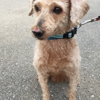 甘えん坊なトイプードル8才 男の子