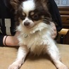 チワワ チーズ君 男の子  里親様募集 サムネイル6